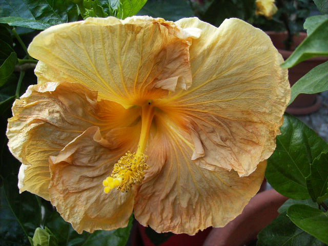 hibiscus 2 - flori de septembrie 2012