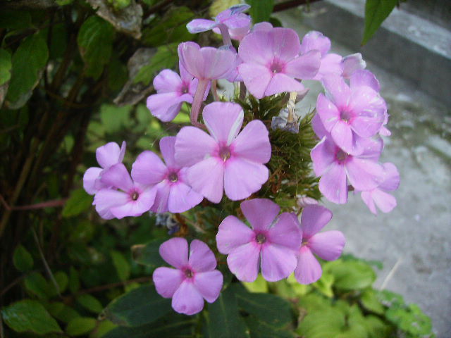 phlox - flori de septembrie 2012