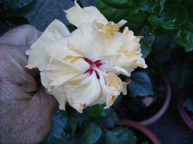 hibiscus - flori de septembrie 2012