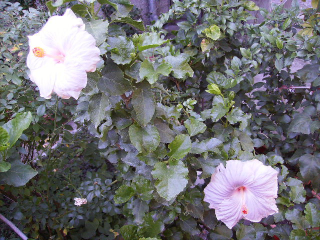 hibiscus cu doua flori deschise