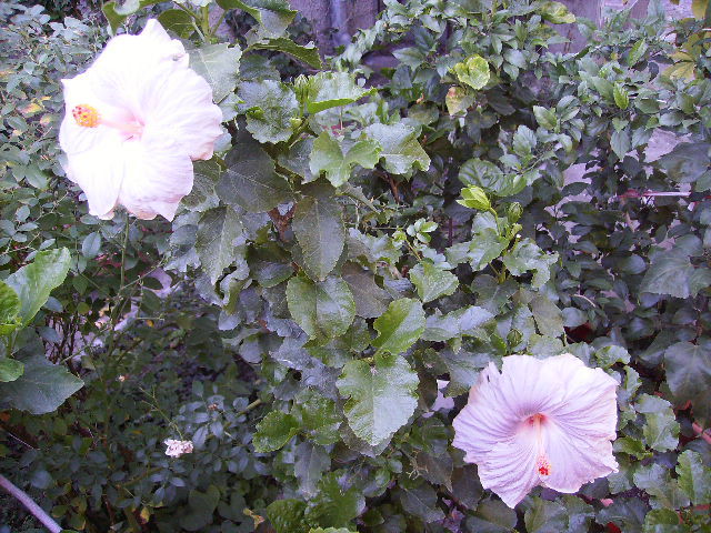 hibiscus cu doua flori deschise - flori de septembrie 2012