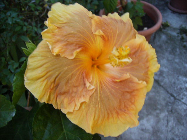 hibiscus - flori de septembrie 2012