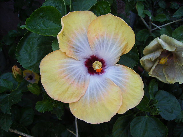 hibiscus - flori de septembrie 2012