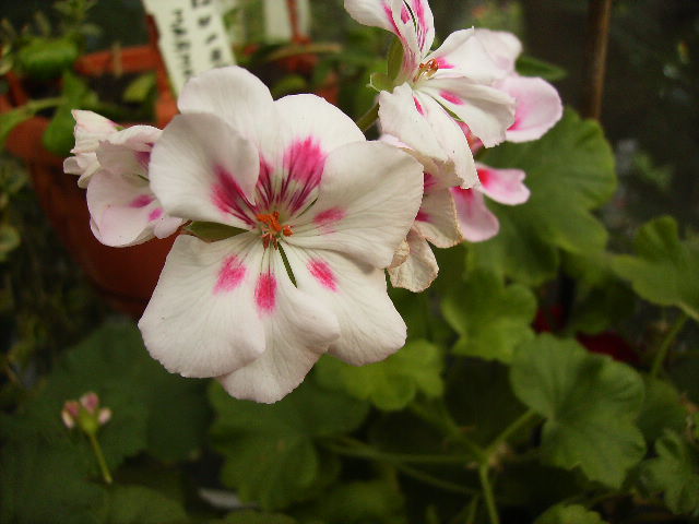 muscata - flori de septembrie 2012