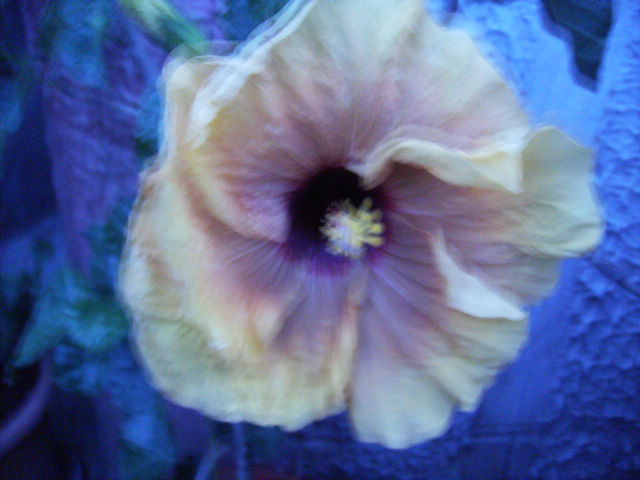 hibiscus - flori de septembrie 2012