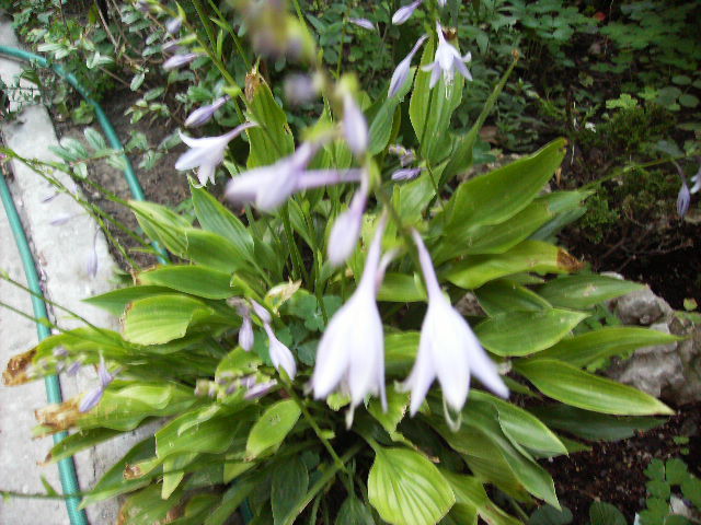 hosta - flori de septembrie 2012