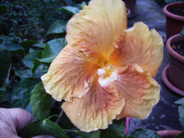 hibiscus