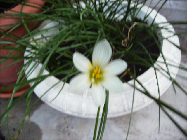 zephirantes alb - flori de septembrie 2012