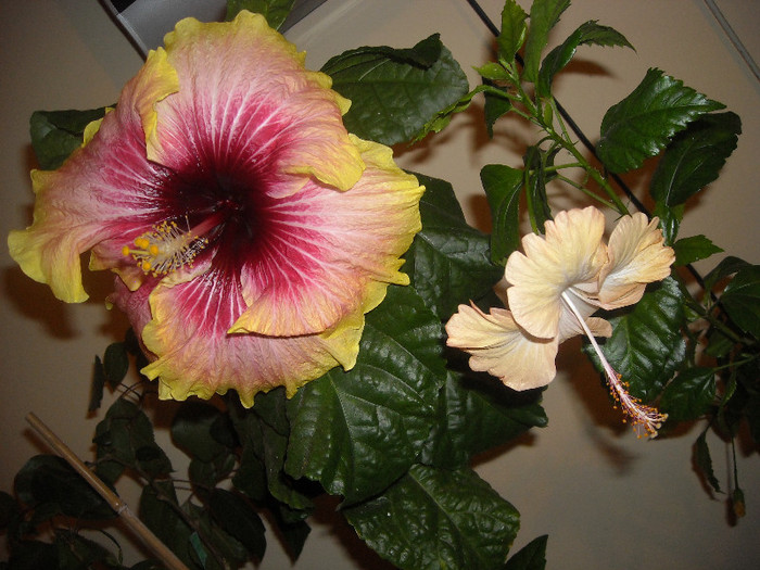 Hibiscus Tahitian Quinn + Cream Lady