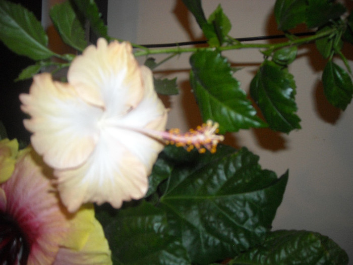 Hibiscus Cream Lady