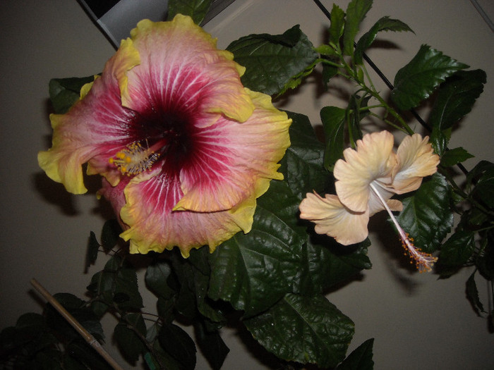 Hibiscus Tahitian Quinn  + Cream Lady