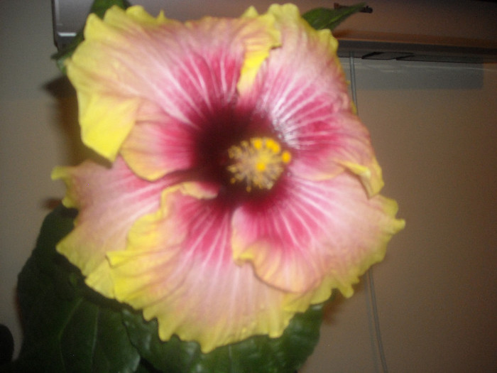 Hibiscus Tahitian Quinn