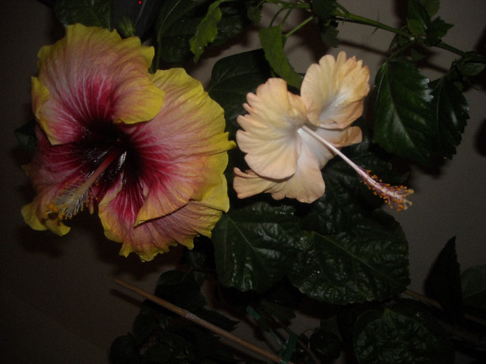 Hibiscus Tahitian Quinn + Cream Lady
