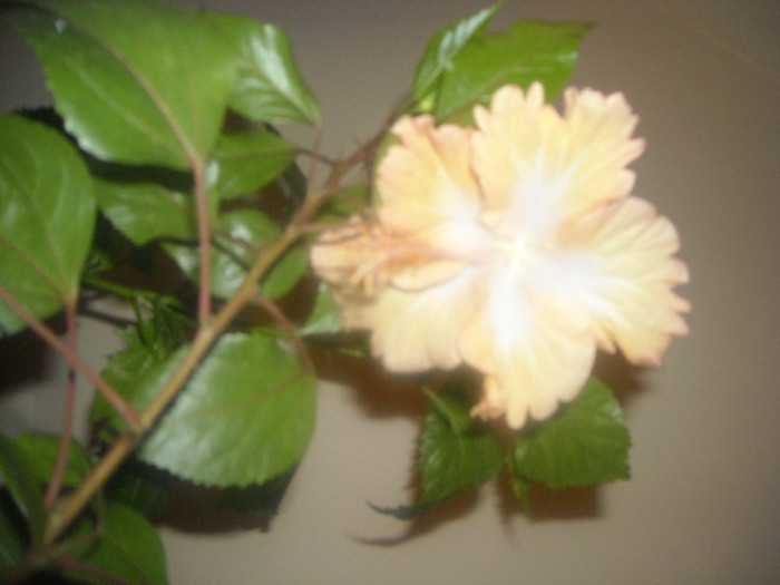Hibiscus Cream Lady - Hibiscus 2012-3