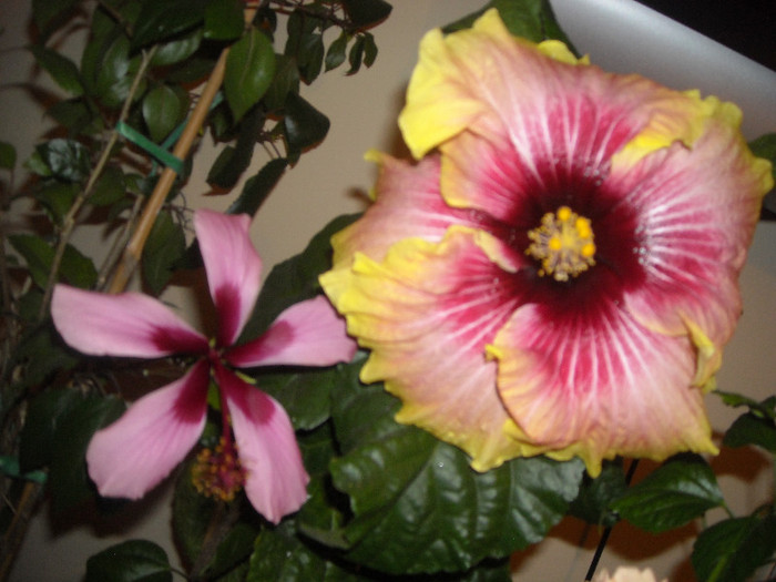 Hibiscus Fidjian Island + Tahitian Quinn