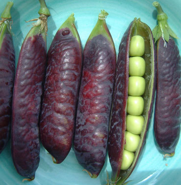 Blue Podded - mazare seminte