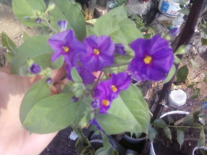  - A-Flori 2012