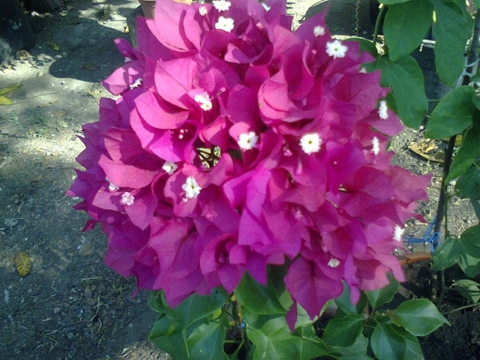  - A-Flori 2012