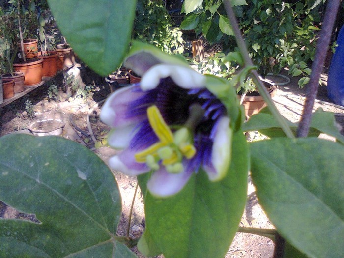  - A-Flori 2012