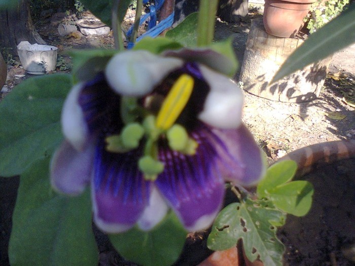  - A-Flori 2012