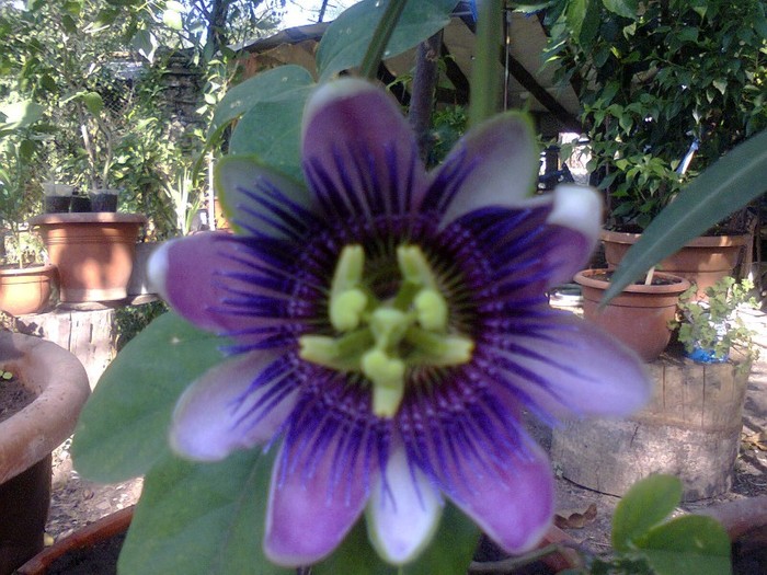  - A-Flori 2012