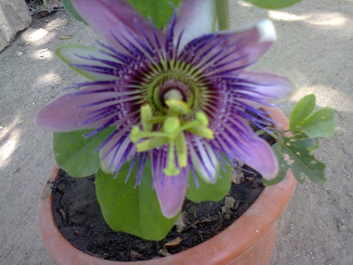  - A-Flori 2012