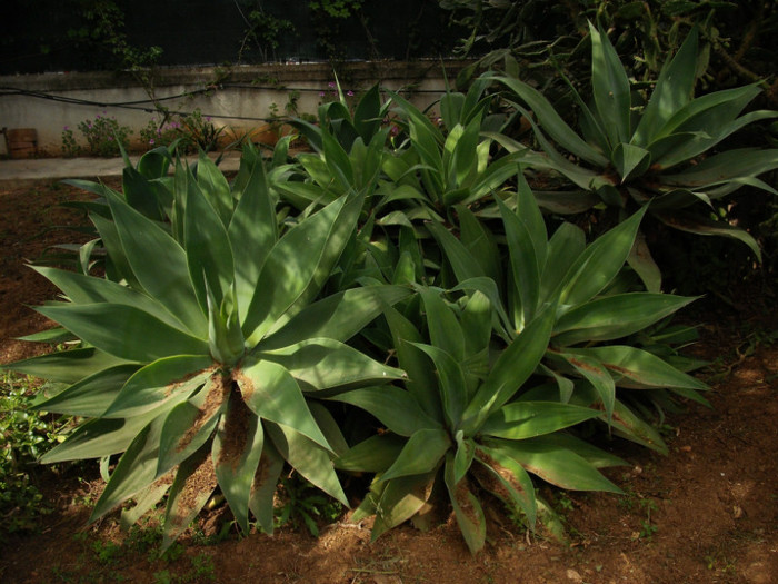 agave - Agava attenuata