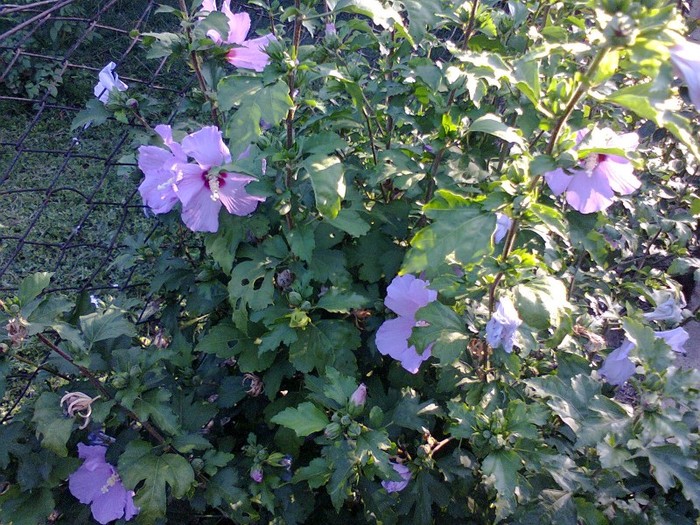  - A-Flori 2012