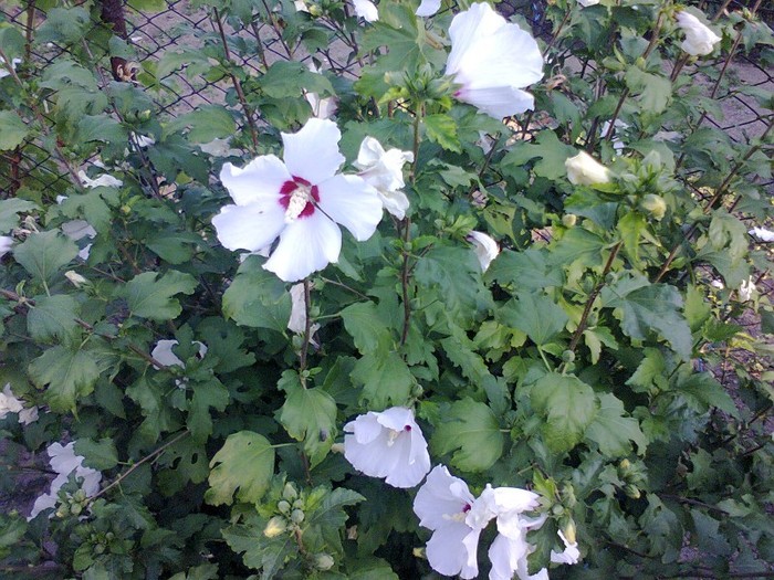  - A-Flori 2012