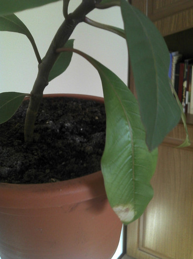 2012-09-13 08.41.11 - Plumeria