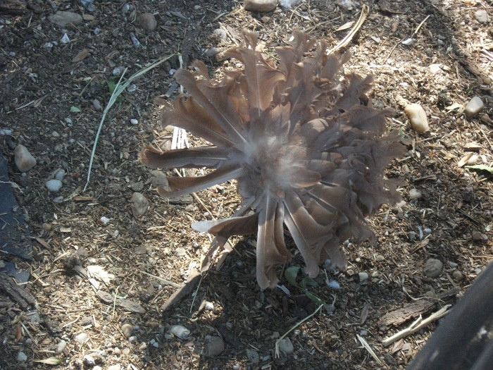 DSCF0597