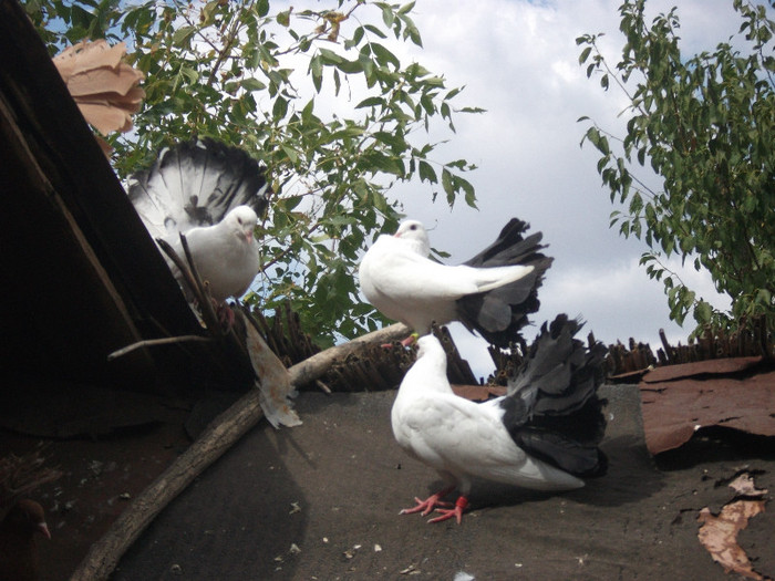 DSCF0609