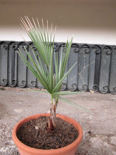 palmier din seminte - Seminte de palmieri Washingtonia