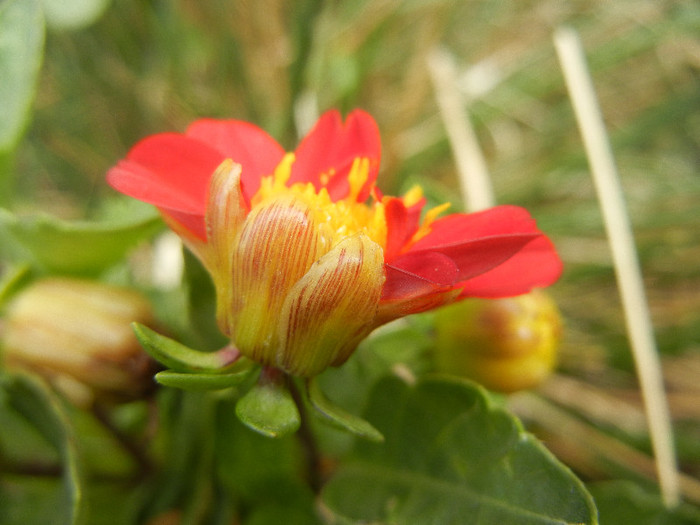 Dahlia Figaro Red (2012, September 12)