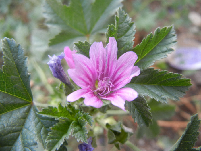 Malva sylvestris (2012, September 12) - Malva sylvestris_Mallow