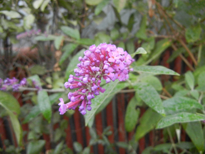 Buddleja davidii Purple (2012, Sep.07) - Buddleja Purple