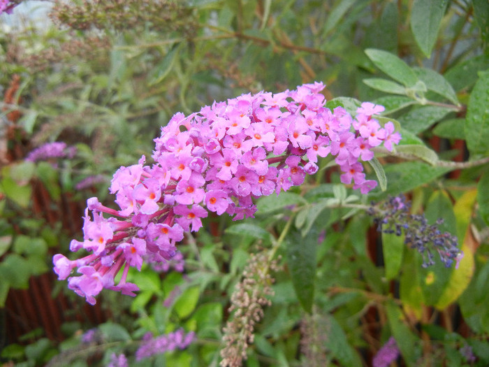 Buddleja davidii Purple (2012, Sep.07) - Buddleja Purple