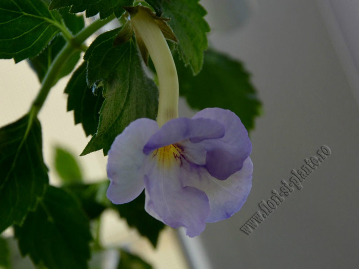 Achimenantha Blue David - ACHIMENES II