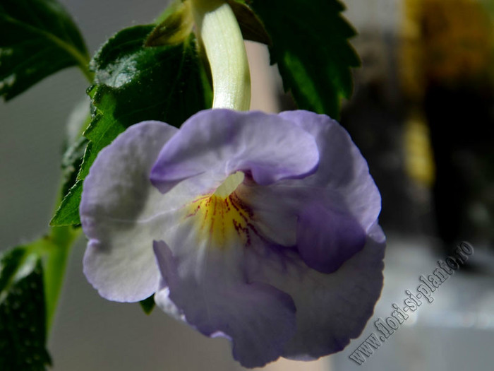 Achimenantha Blue David - ACHIMENES II