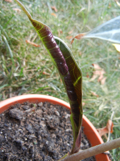 Alocasia amazonica Polly (2012, Sep.12)