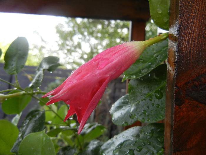 Mandevilla Summer Bell Red (`12, Sep.12)