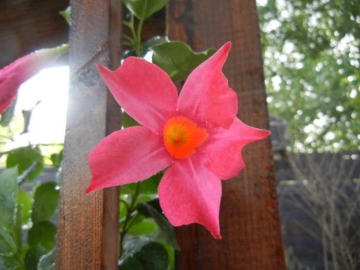 Mandevilla Summer Bell Red (`12, Sep.12)