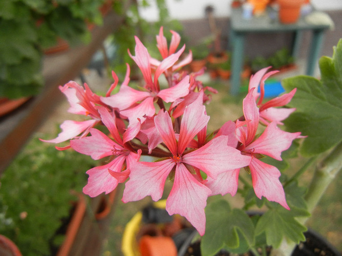 Pink Stellar Geranium (2012, Sep.07) - Geranium Stellar Pink