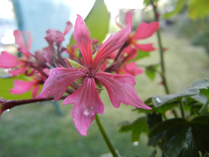 Pink Stellar Geranium (2012, Sep.12)