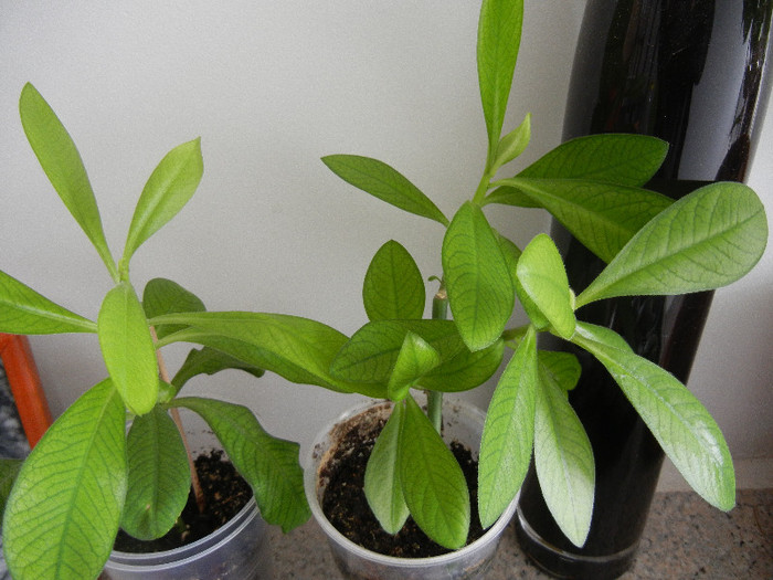 Synadenium cupulare (2012, Sep.07)