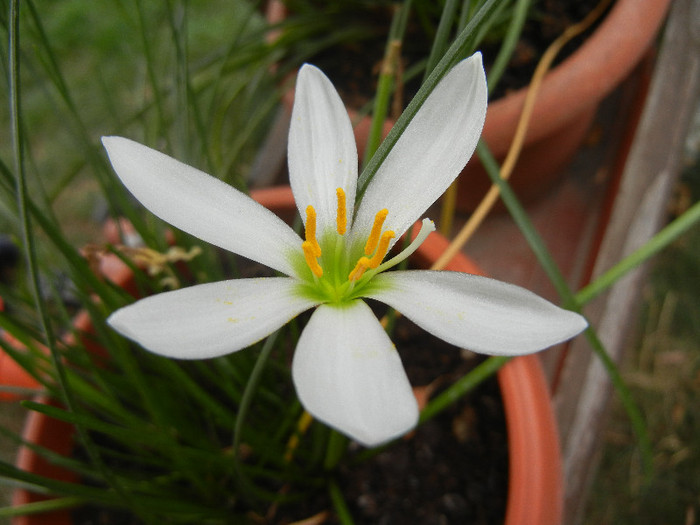 White Rain Lily (2012, September 09) - White Rain Lily