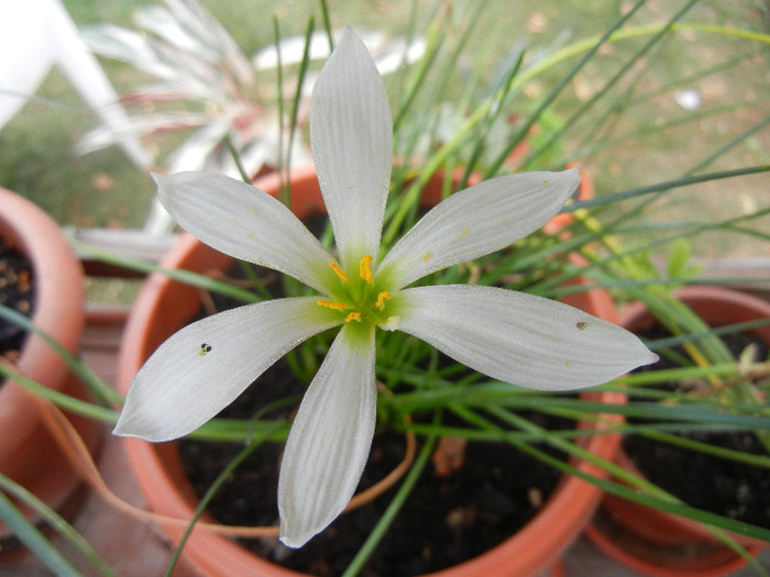 White Rain Lily (2012, September 12) - White Rain Lily
