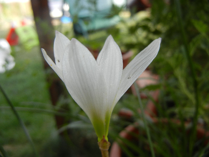 White Rain Lily (2012, September 12) - White Rain Lily