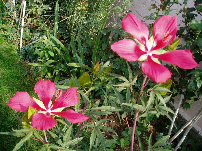 hibiscus coccineus