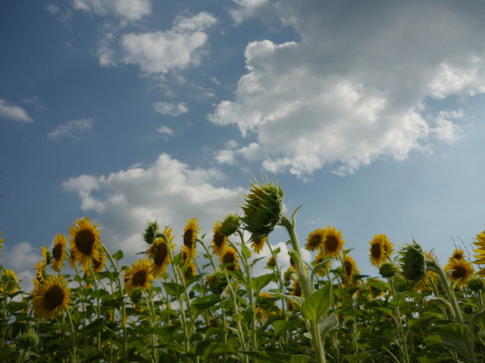 IULIE 2012 - Floarea Soarelui